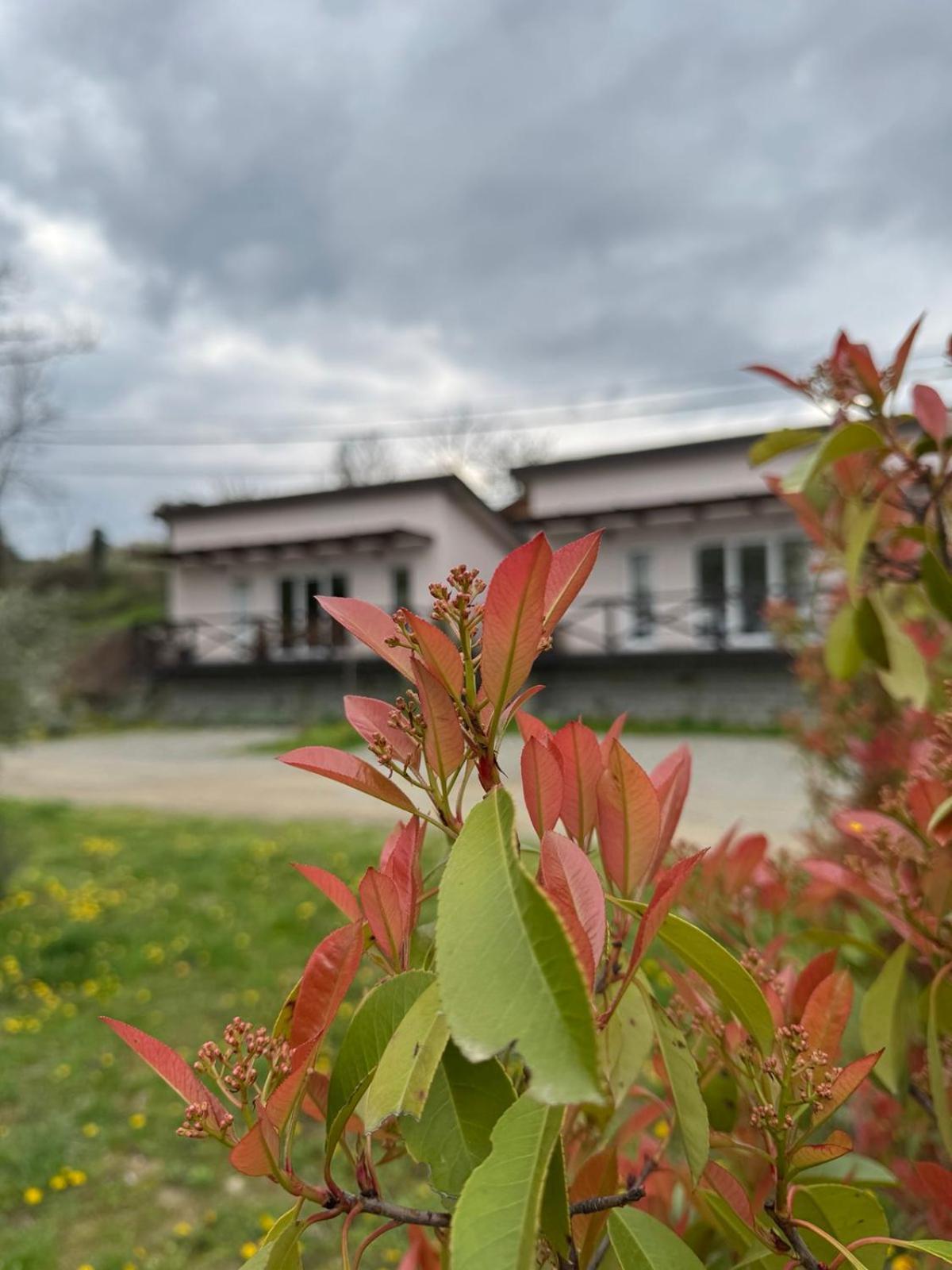 Villa Bora Kuce Na Reci Belgrad Exterior foto